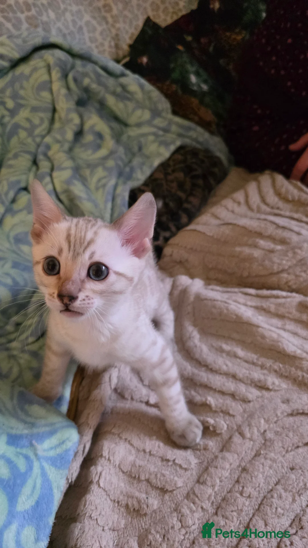 Bengal cats for sale: Beautiful 🐾 5 BENGALPARADISE 🐾 Kittens - Advert 15