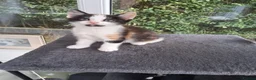 Mixed Breed cats for sale: RARE Tabico kittens 😻 Calico Tabbies  - Advert 11