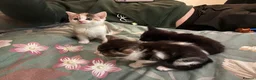 Mixed Breed cats for sale: Beautiful, loving kittens - Advert 6