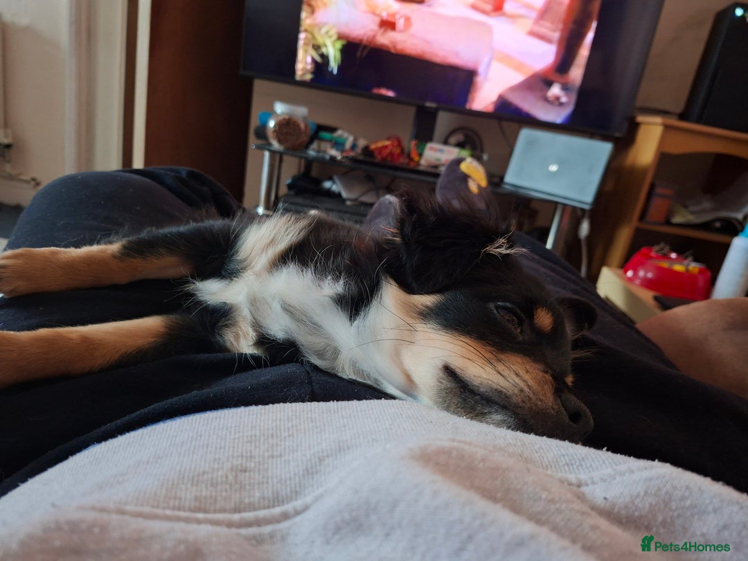 Mixed Breed dogs for sale: Chorkiepom - Advert 3