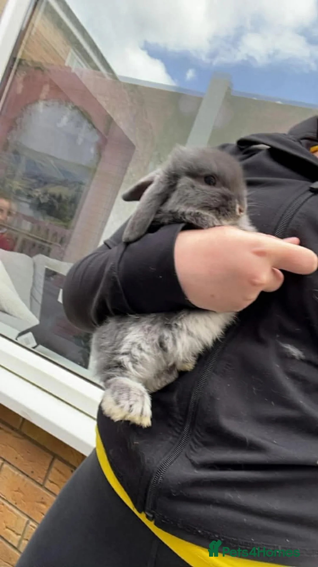Dwarf Lop rabbits for sale: Dwarf Lop Rabbits for sale - Advert 2
