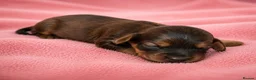 Mixed Breed dogs for sale: Cavapoo x Cocker pups Merle, chocolate, tri, tan - Advert 9