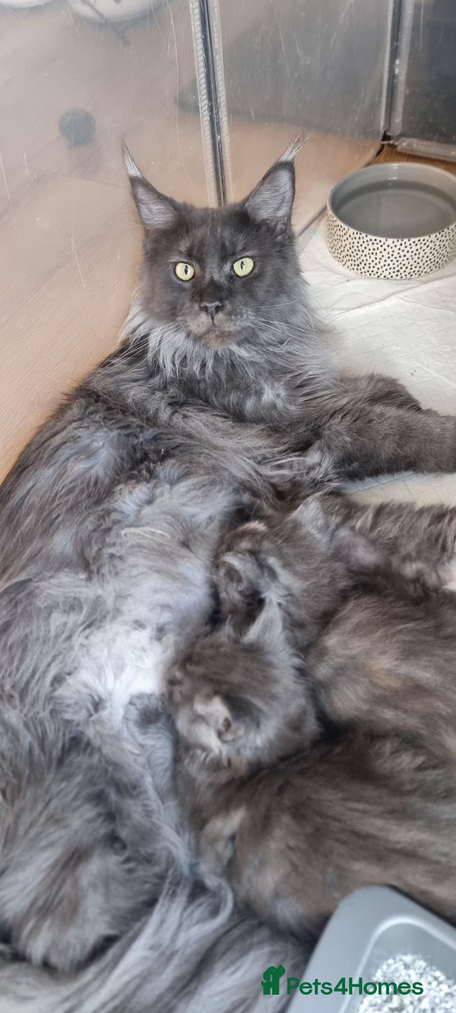 Maine Coon cats Gorgeous pedigree Girls ready now - Advert 1