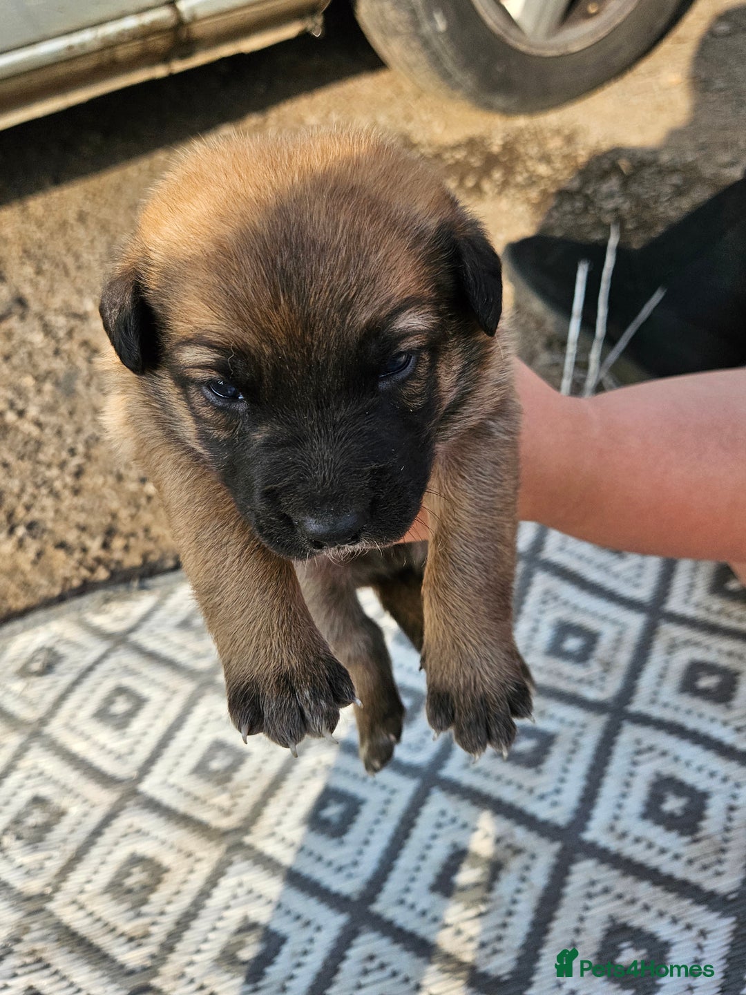 Mixed Breed dogs for sale: Belgian malinois/ border collie  - Image 20