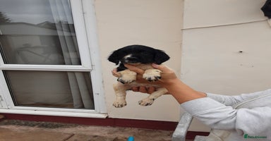 English Springer Spaniel dogs - Advert 5