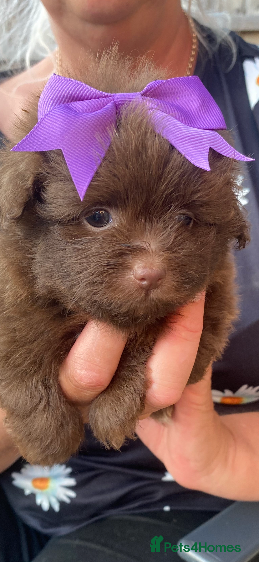 Pomapoo dogs ASIAN LINES RARE TOY POMAPOO - Advert 3