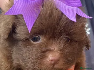 Pomapoo dogs ASIAN LINES RARE TOY POMAPOO - Advert 3