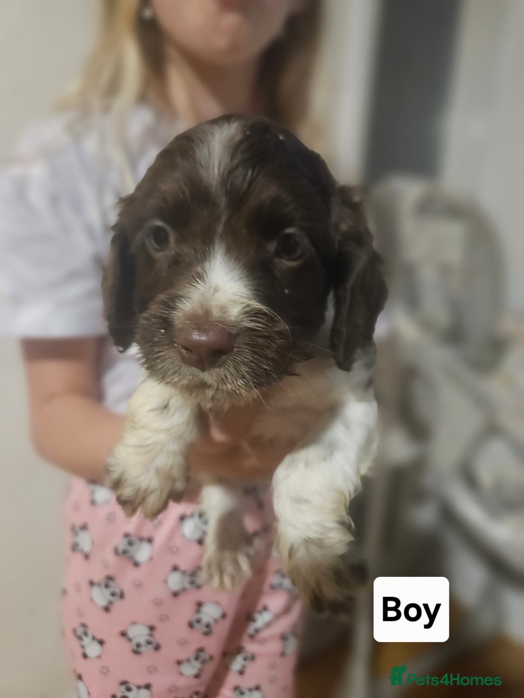 Cocker Spaniel dogs for sale: Beautiful Mixed Colour Cocker Spaniel Puppies - Image 7