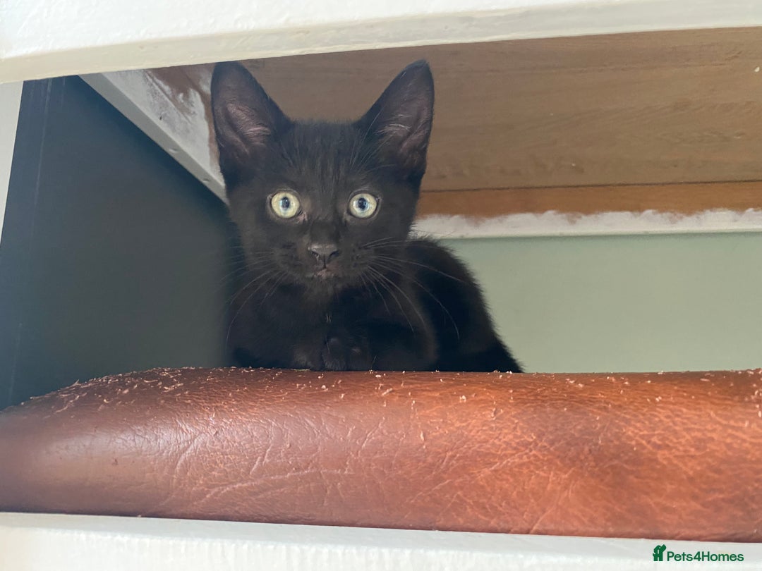 Mixed Breed cats for sale: Four mixed kittens for sale near colchester - Image 10