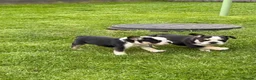 French Bulldog dogs for sale: French bulldog  - Advert 10