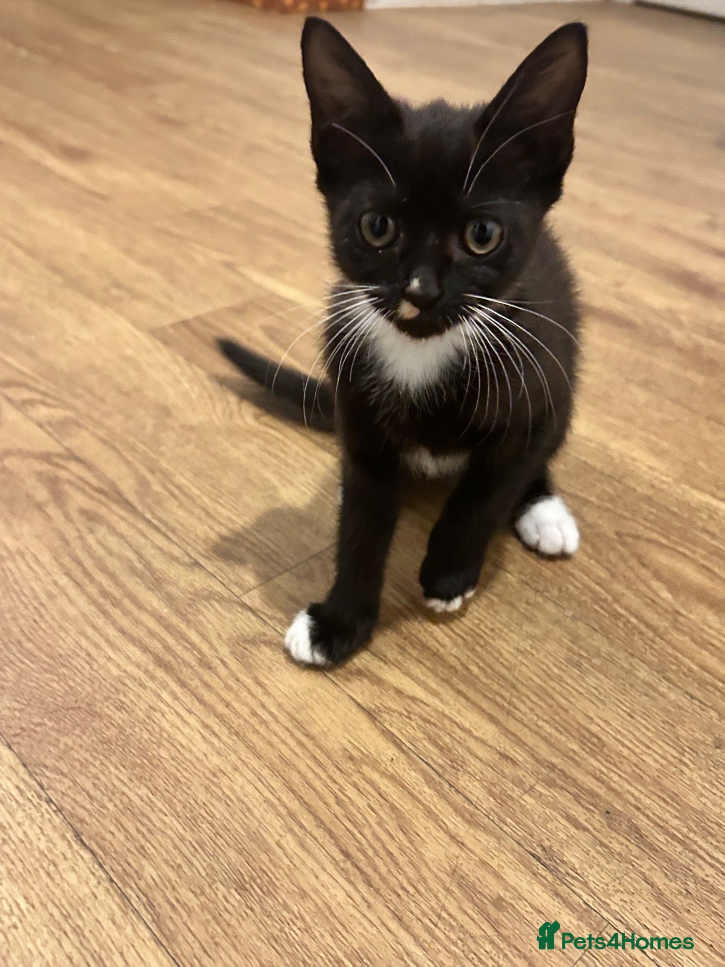 British Shorthair cats 6 Kittens For Sale Ready Now  - Advert 13