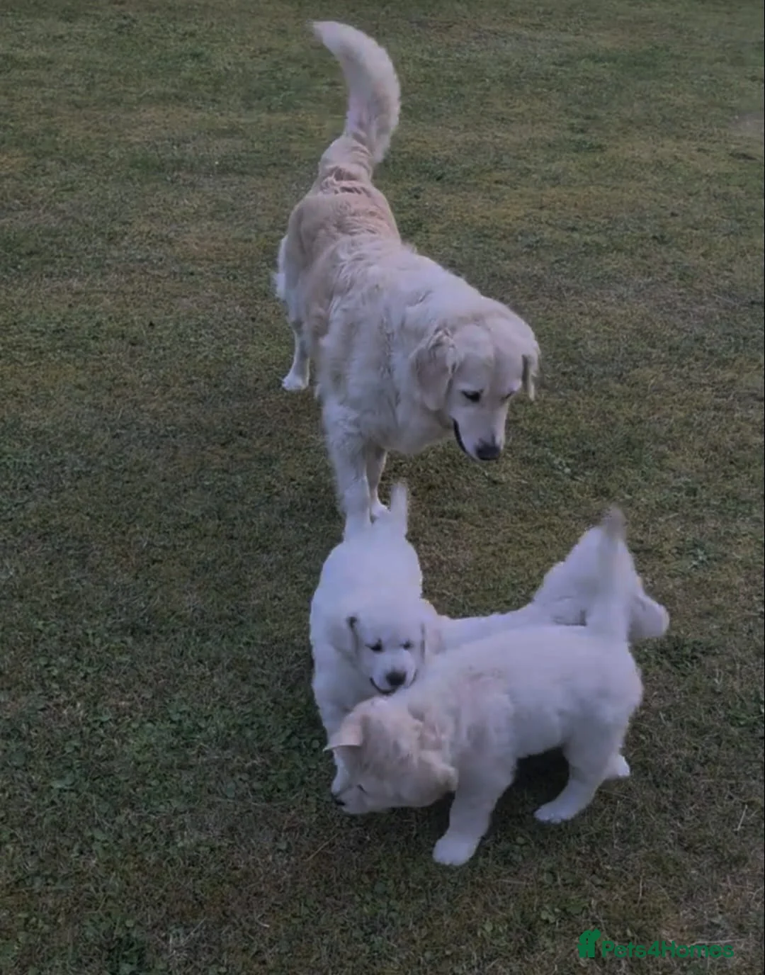 Golden Retriever dogs for sale: Gorgeous chunky golden retriever puppies - Advert 5