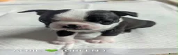 Boston Terrier dogs for sale: Beautiful Boston Terrier Puppies For Sale - Advert 7