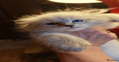 Siberian cats - Advert 3