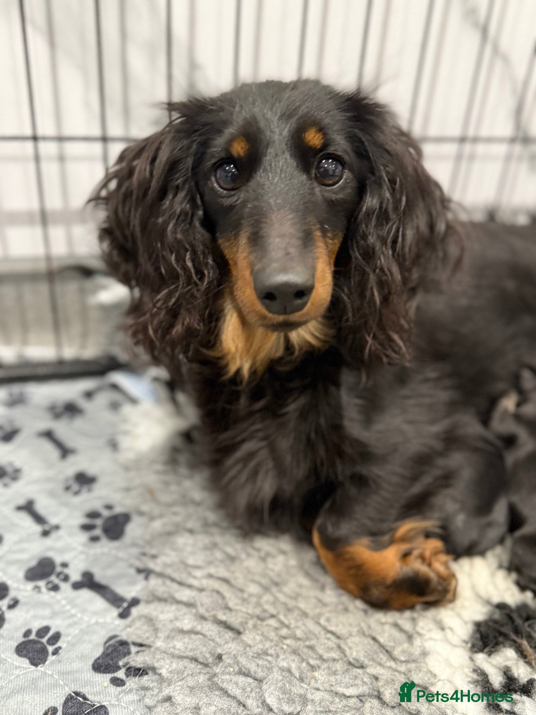 Miniature Dachshund dogs for sale: miniature longhaired dachshund's - Advert 13