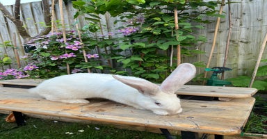 Continental Giant rabbits - Advert 8