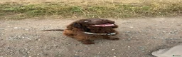 Cocker Spaniel dogs for sale: Female chocolate cocker  - Advert 4