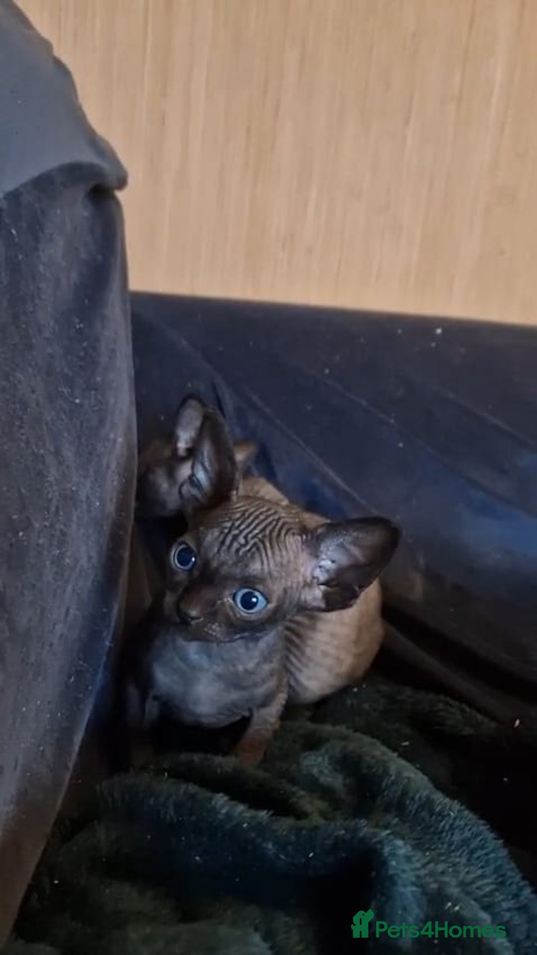 Sphynx cats for sale: Gorgeous Canadian sphynx kittens  - Advert 1