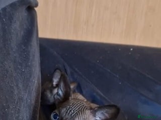 Sphynx cats Gorgeous Canadian sphynx kittens - Advert 2