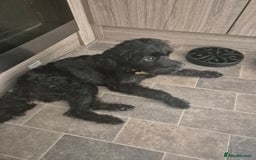 Mixed Breed dogs for sale: Sooty - Image 2