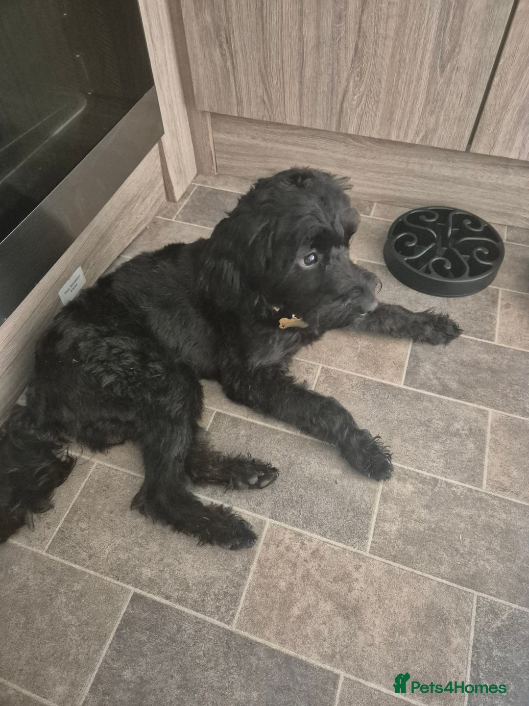 Mixed Breed dogs for sale: Sooty - Image 2