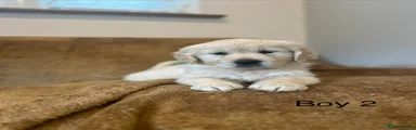 Boy 2