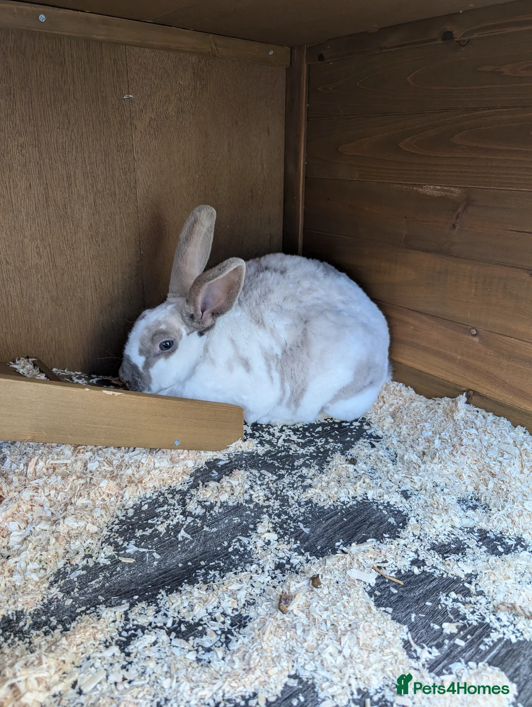 Rex rabbits for sale: Female rex cross  in Southport - Advert 2