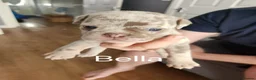 Dorset Olde Tyme Bulldogge dogs for sale: Beautiful puppies looking for home - Advert 20