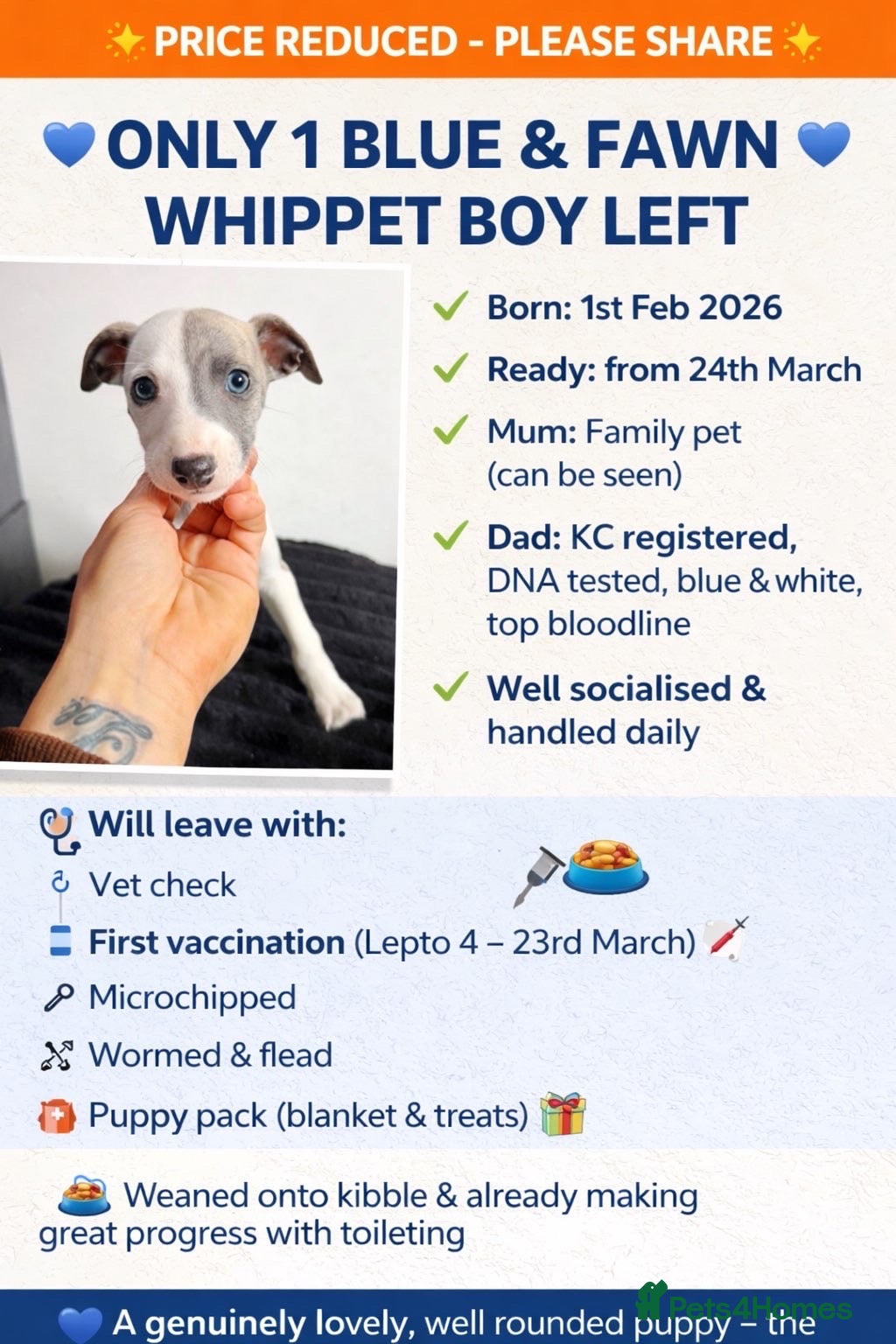 Whippet dogs READY NOW ONE BOY LEFT!!   - Advert 6