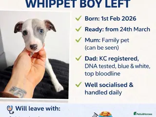 Whippet dogs READY NOW ONE BOY LEFT!! - Advert 6