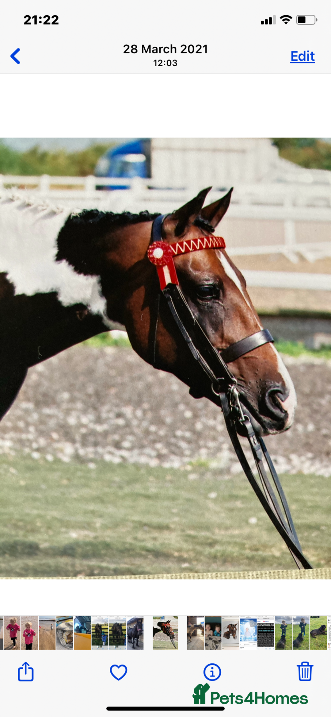 Connemara horses for sale: Beautiful Connemara x filly  - Advert 3