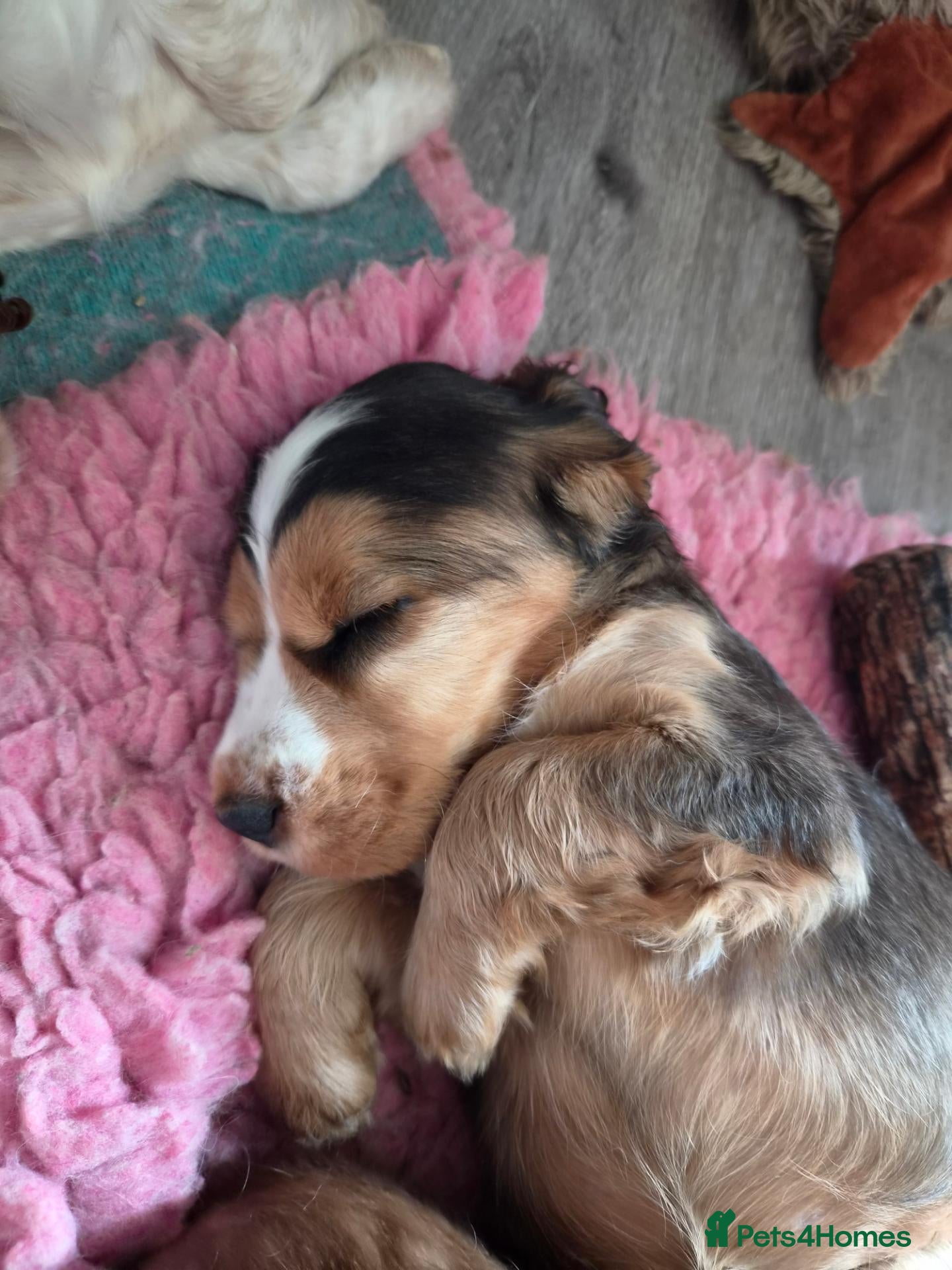 Cocker Spaniel dogs Kc reg show cocker spaniel - Advert 2