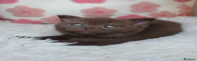 British Shorthair 5