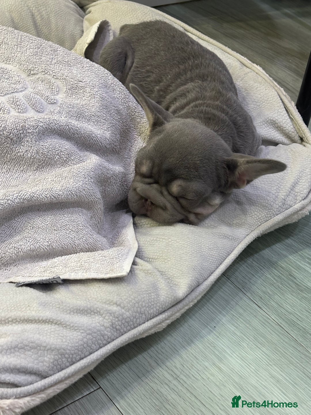 French Bulldog dogs for sale: Little girl frenchie pup  - Advert 3