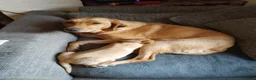 Labrador Retriever dogs for sale: 4 gorgeous Labrador boys - Advert 10