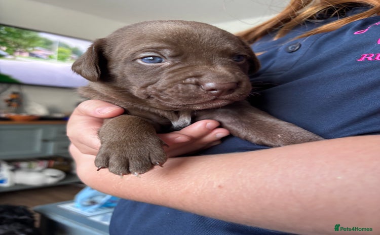 Mixed Breed dogs - Advert 1