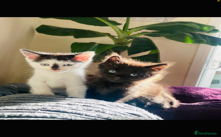 Mixed Breed cats - Advert 12