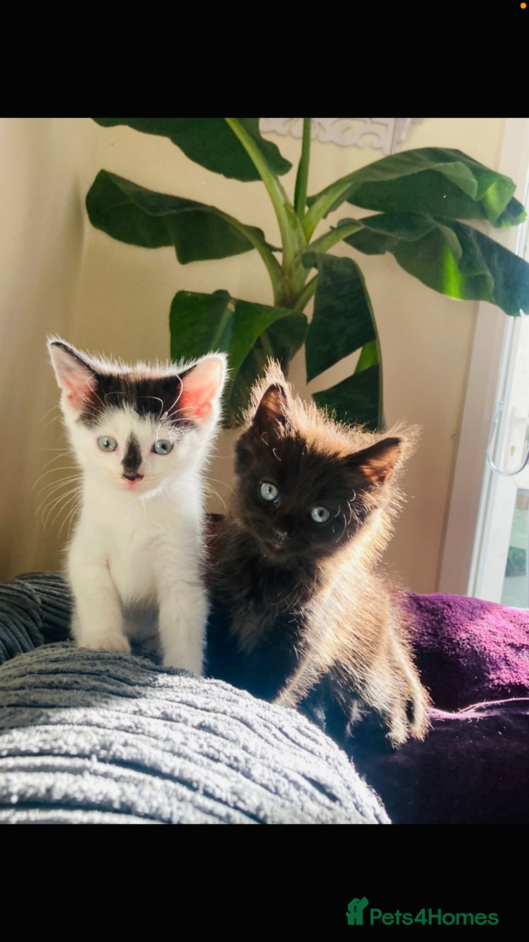 Mixed Breed cats for sale: 8 Adorable Kittens  - Image 9