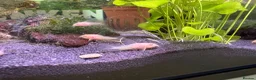 Catfish fish for sale: Albino corydoras  in Chelmsford - Advert 5