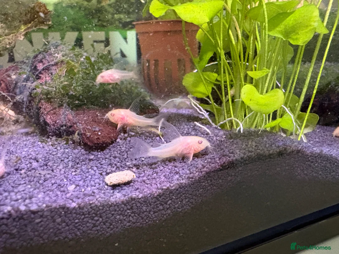 Catfish fish for sale: Albino corydoras  in Chelmsford - Advert 5