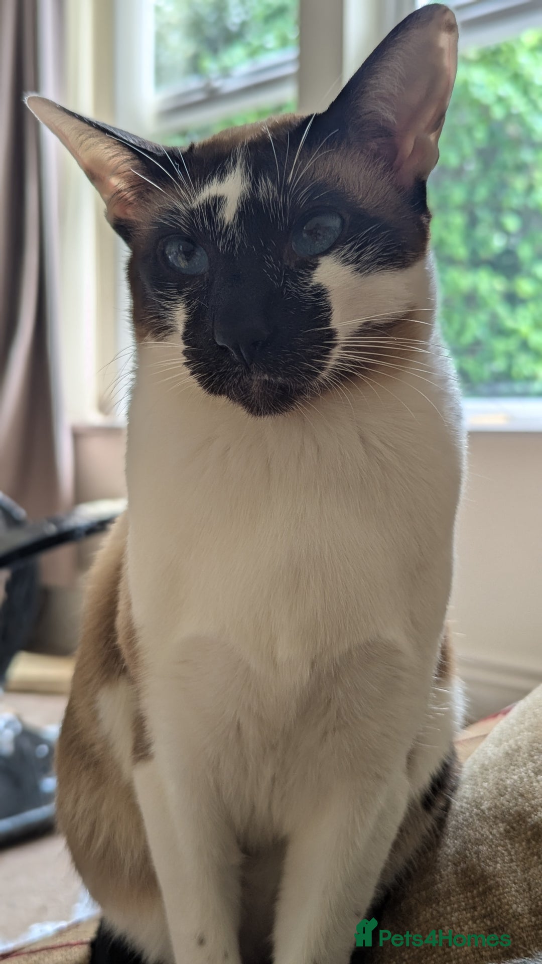 Oriental cats for sale: Blue Eyed Millie 3yr Old Oriental Shorthair Girl - Advert 2