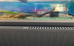 Turtle reptiles for sale: Musk turtle  - Image 2