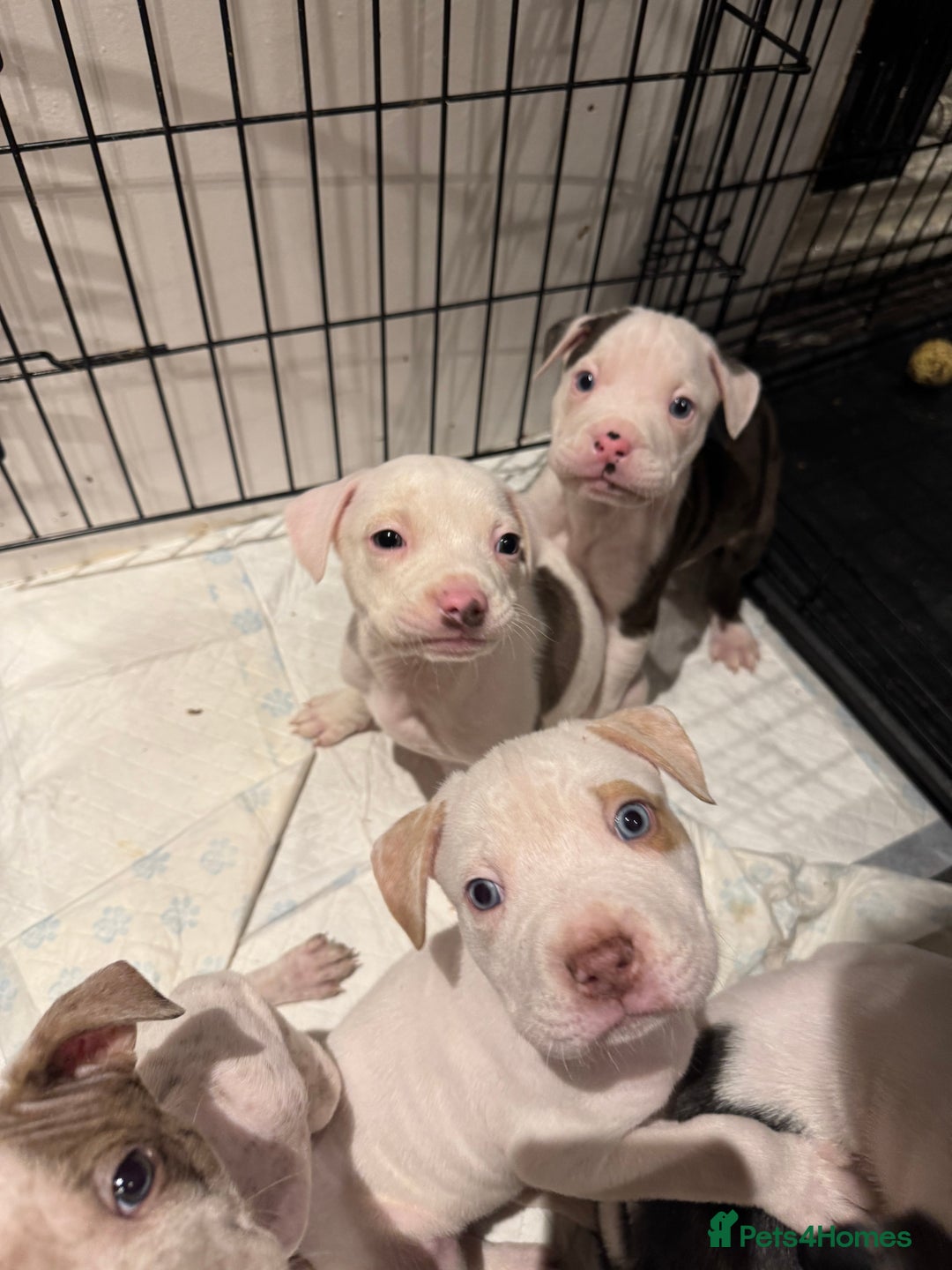 Staffordshire Bull Terrier dogs for sale: Staffy x shar pei pups  - Advert 12