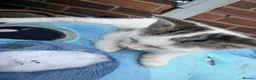 Mixed Breed cats for sale: Mixed breed kittens  - Advert 3