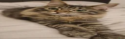 Ragcoon cats for sale: Raccoons for sale - Advert 2