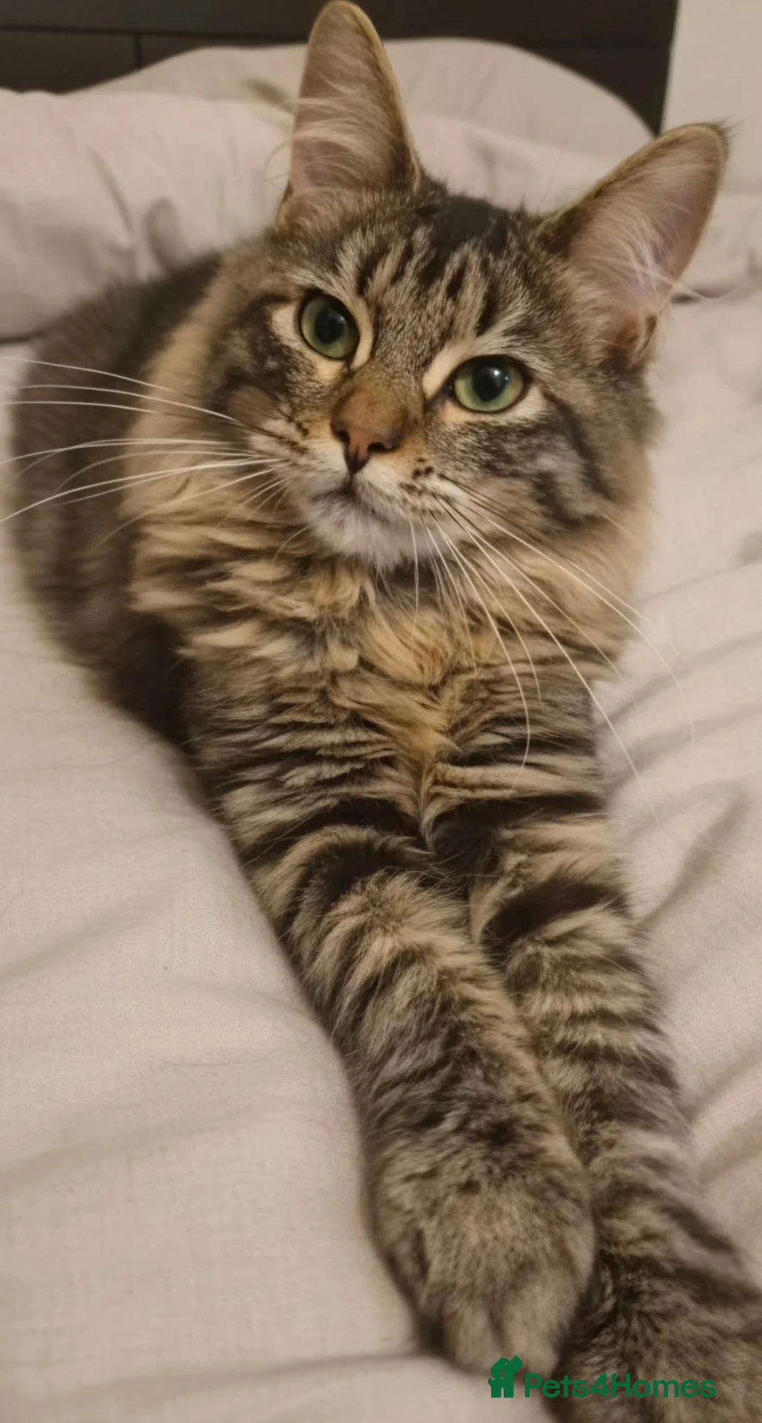 Ragcoon cats for sale: Raccoons for sale - Advert 2