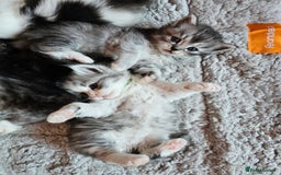 Mixed Breed cats for sale: Persian Chinchilla Cross Kittens - Image 26