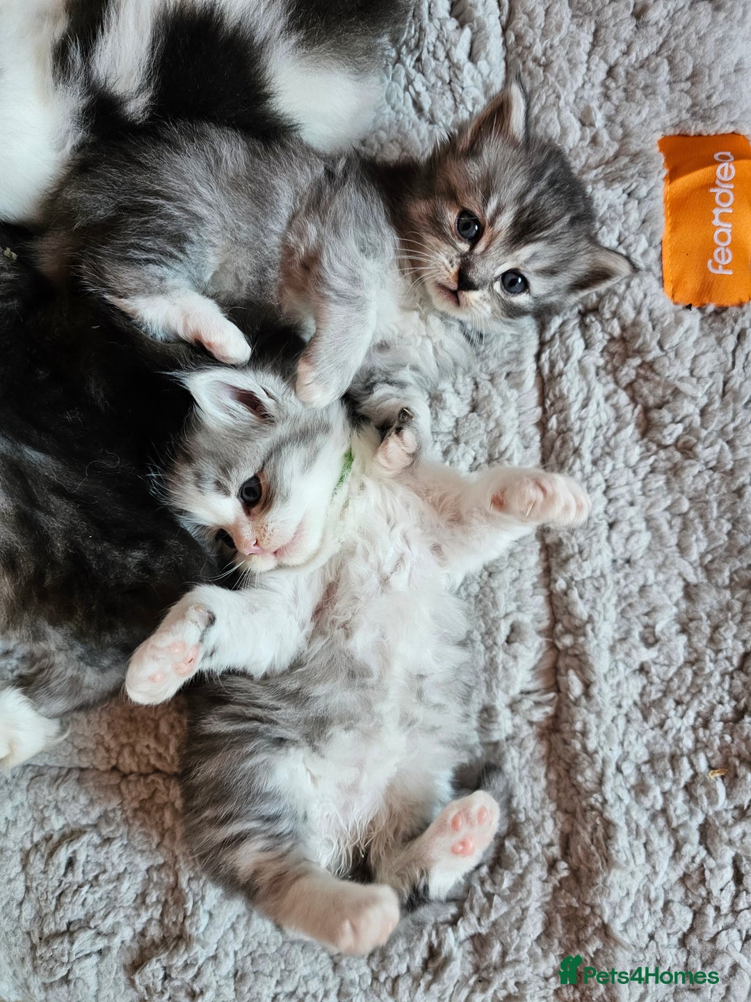 Mixed Breed cats for sale: Persian Chinchilla Cross Kittens - Image 26