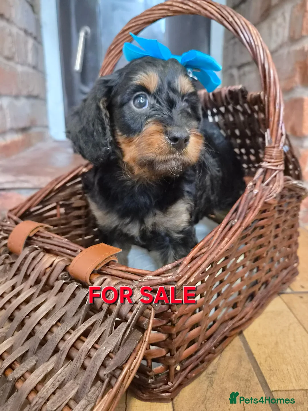 Miniature Poodle dogs for stud: DWKC  merle miniature poodle. Fully health tested  - Advert 2