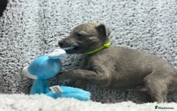 Whippet dogs for sale: KC Registered Whippet Puppies Scotland - Image 5